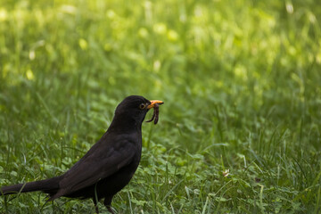 blackbird on grass