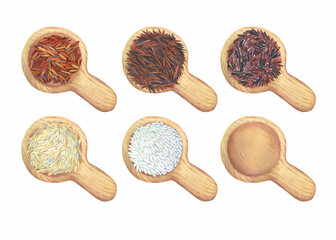 Set with different types of rice in wooden spoon. Watercolor hand drawn painting illustration isolated on white background.