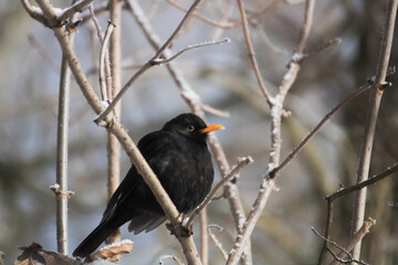 blackbird on a branch