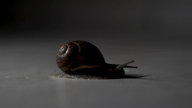 Snail crawling on cement under light rotating around its shell creating silhouette