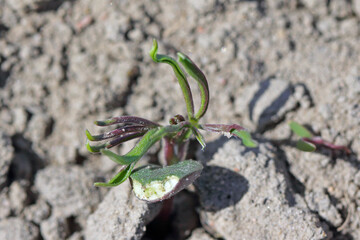 Young lupine plants damaged by soil pests.