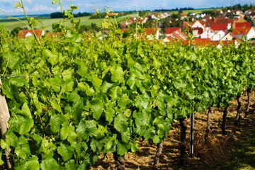 Wundervolle Weinreben und im Hintergrund ein kleines Dorf 
