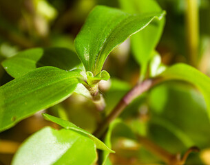Nature in shades of green