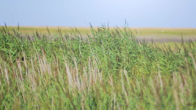 Picturesque reed grass waving in the wind near the waddden sea on a sunny summer day with a blue sky in the background. Slow motion shot.
