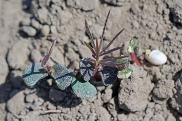 Young lupine plants damaged by soil pests.