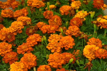 schöne orange Blumen