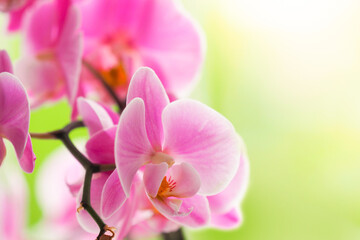 Branch of blooming pink orchid, Orchidaceae