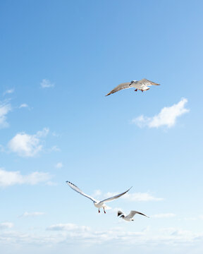 Beautiful sea gulls on a background of blue sky.