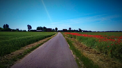 Naklejka premium Maki na łące, niebieskie niebo. Droga.