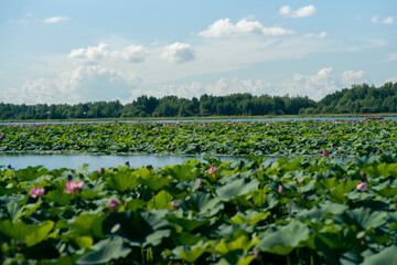 Lotus lake. Khabarovsk