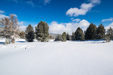 View of winter forest in Altay mountains