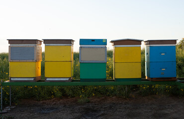 Beehives in line, apiary with colorful bee homes. Colorful beehives at apiary - front view at eye level.