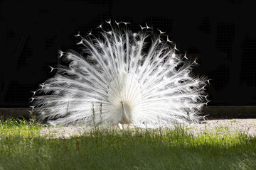 White peacock with beautiful feathers in sunlight