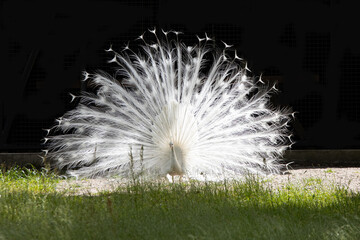 Obraz premium White peacock with beautiful feathers in sunlight
