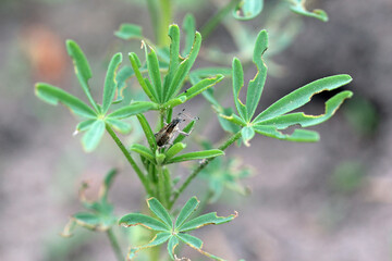 Legume lupine sprouts damaged by the insect pests - Sitona griseus. Destruction of agriculture crops.