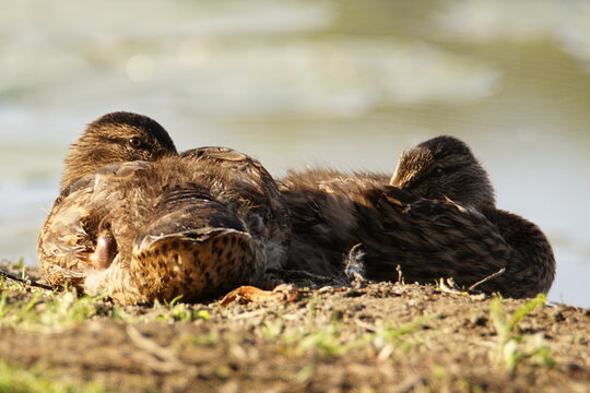 Teenage mallards resting in the day's last sunlight