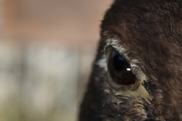 close up of a bird