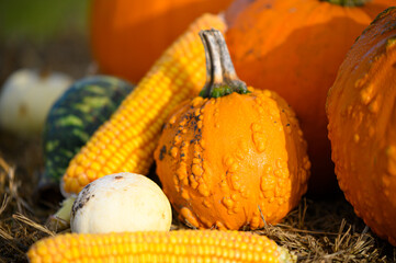 Pumpkins and squashes in an Autumn field with hay bale