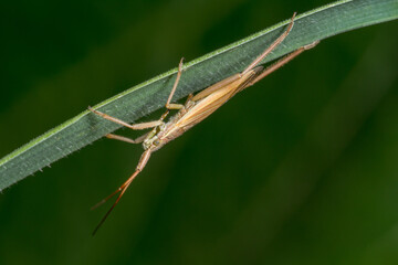 Close up of a capsid bug, Lygocoris pabulinus, on a blade of grass with a plain dark green background and copy space.