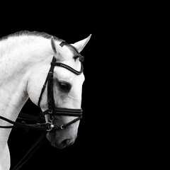 Gray andalusian or lusitano horse with black mane isolated on black background
