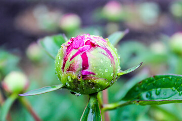 Unopened peony buds close up with raindrops