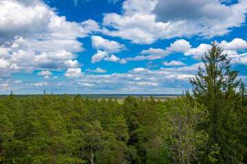 Fototapeta premium green field and blue sky