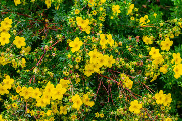 Small yellow flowers.