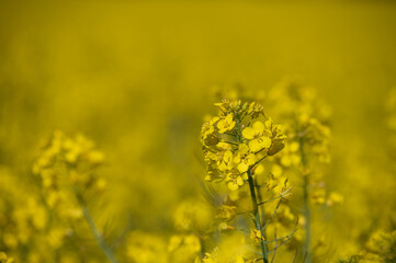 Obraz premium Rapeseed flower field in the Spring/Summer