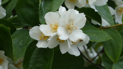 Apfelbaumblüte / apple tree blossom (close up)