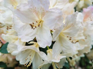 Fototapeta premium weiße Blume