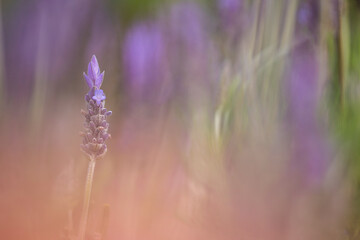 Flor de Lavanda, entre más fores de lavanda desenfocadas dando color al fondo