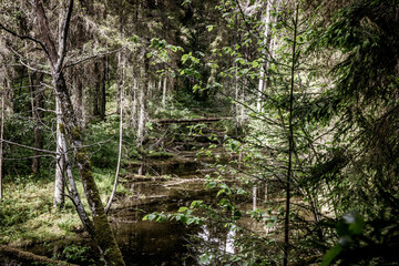 old wooden bridge