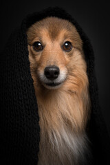 Portrait of a shetland sheepdog wearing a black scarf on a black background