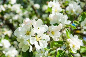 Fototapeta na wymiar White flowers of apple tree. Beautiful blossoming apple tree branch