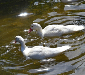 Enten in Freilandhaltung