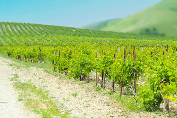 Fototapeta na wymiar Mountain vineyard landscape, greenery scenic of vineyard