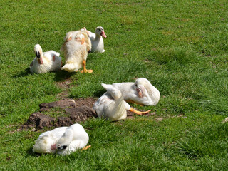 Enten in Freilandhaltung