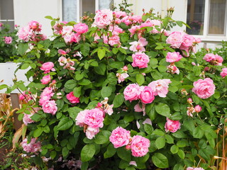 bush of beautiful pink roses in garden