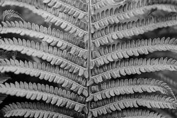 Polypodiopsida, Syn.: Filicopsida, Pteridopsida