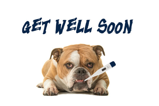 Get well soon dog discount