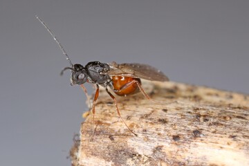 Iraella luteipes Gall wasp (Hymenoptera: Cynipidae). It is pest of Papaver somniferum commonly known as the opium poppy or breadseed poppy.