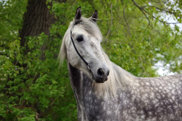 Fototapeta na wymiar Dapple-grey Andalusian horse back riding portrait near the ranch