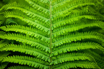 Polypodiopsida, Syn.: Filicopsida, Pteridopsida