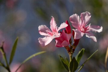 Blooming purple branch under the. Natural lighting. Romantic fresh floral background. pink flower. nature close up