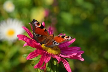 Motyl na czerwonym kwiatku