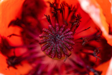 abstract flower background stamen of red poppy extreme macro photo 