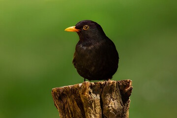 The humble Common Blackbird (turdus merula)