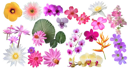 Big Set with beautiful tropical flowers on white background.