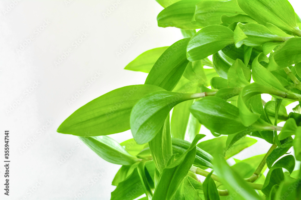 Wall mural close up of tradescantia plant on white background with copy space