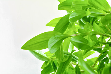 Close up of tradescantia plant on white background with copy space